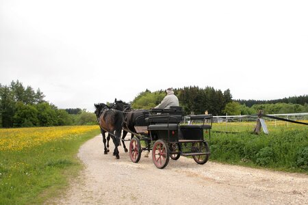 Horses spokes old