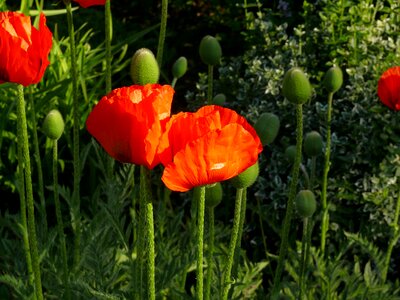 Orange garden bloom