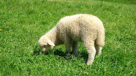 Poland grass podhale