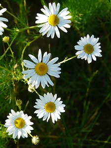 Flower basket flowers plant