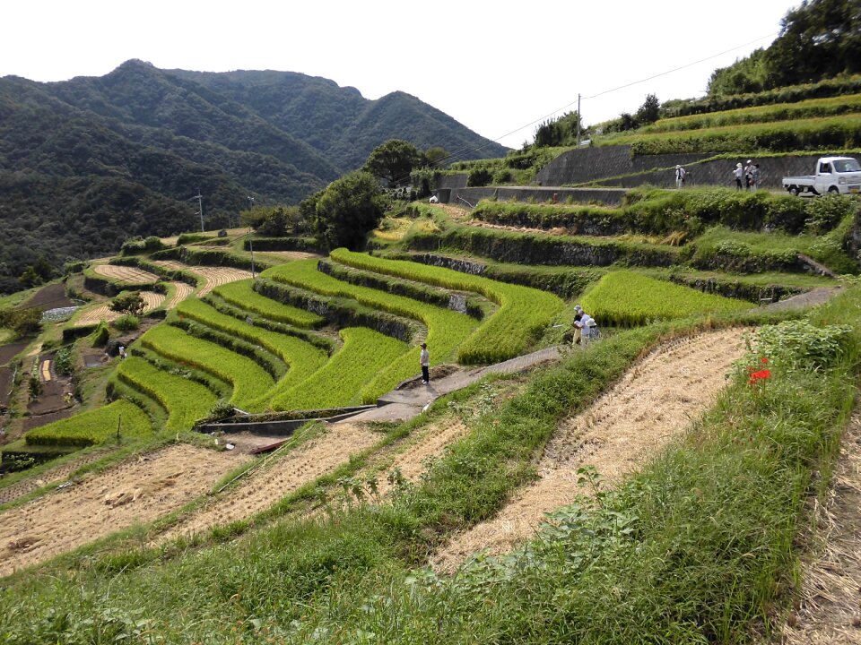 Shodoshima zhongshan thousand hirata autumn