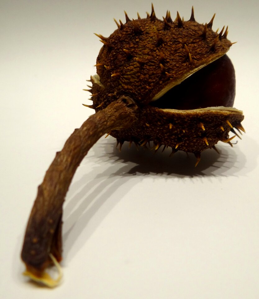 Brown autumn buckeye