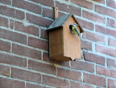 Bird bird house wooden photo