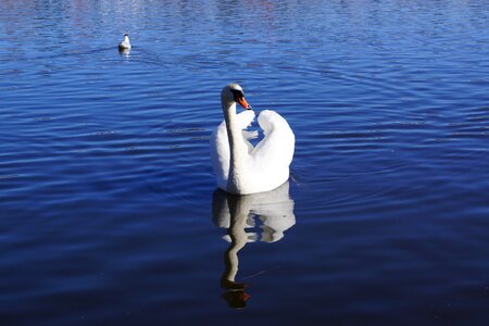 Bird swim park