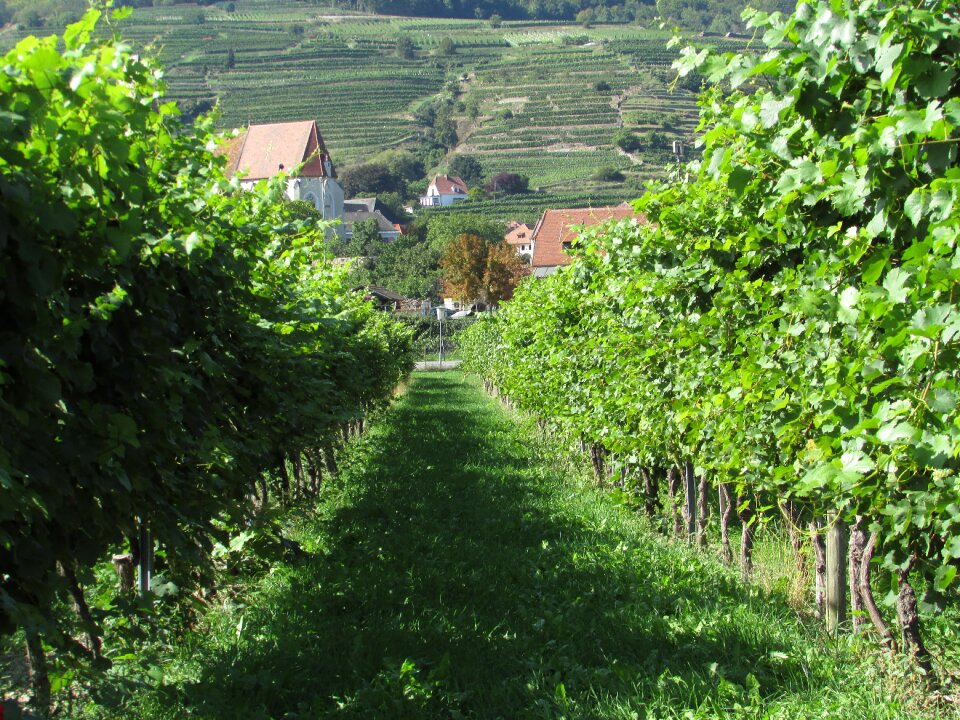 Austria danube wine