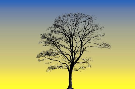 Nature log dry tree