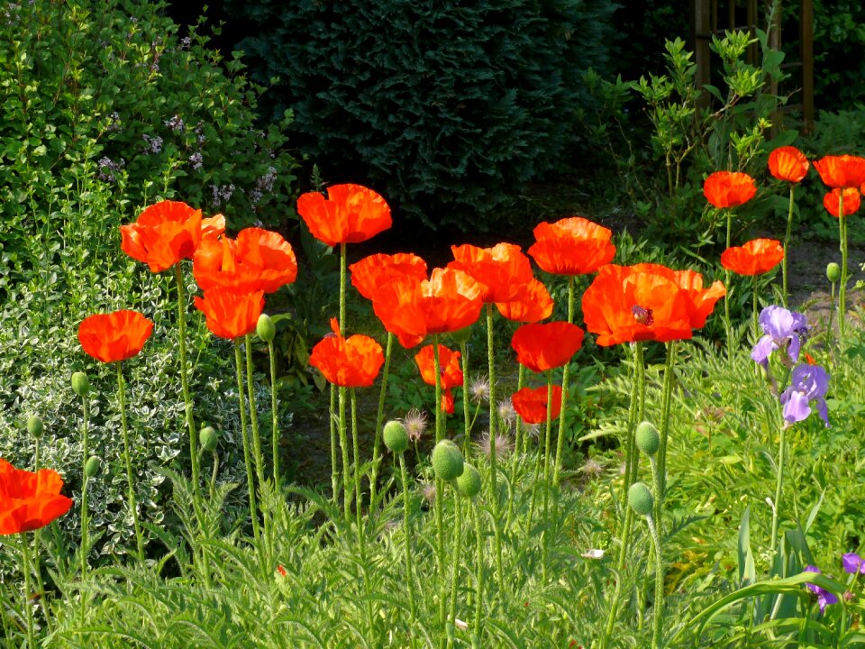 Orange garden bloom