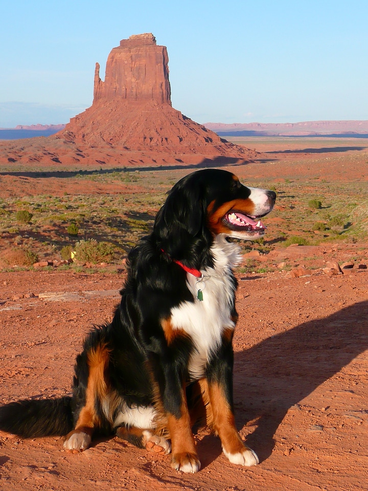 Animal monument valley utah