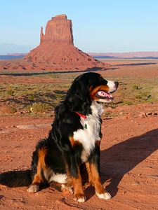 Animal monument valley utah photo