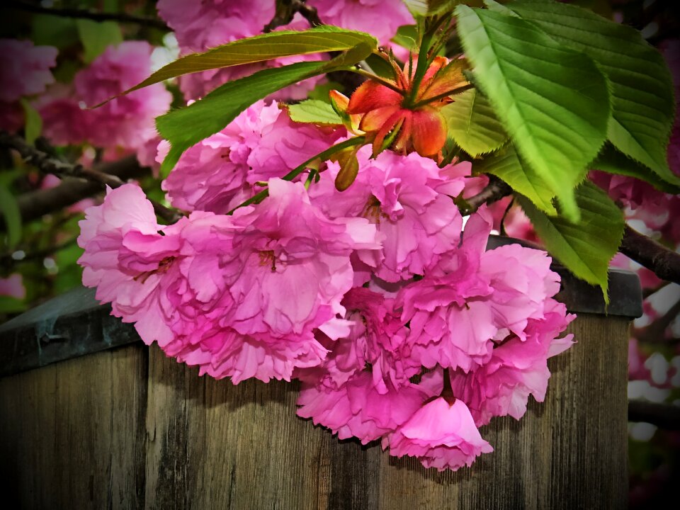 Spring flowers spring background bloom