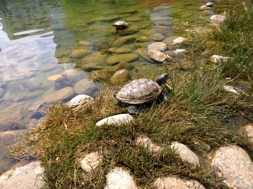 Reptile aquatic shell