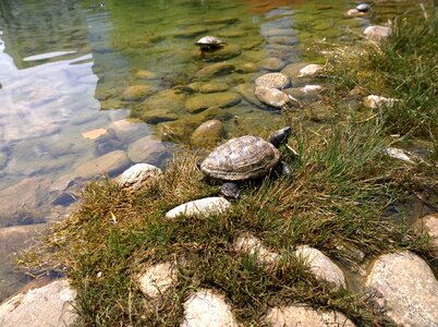 Reptile aquatic shell