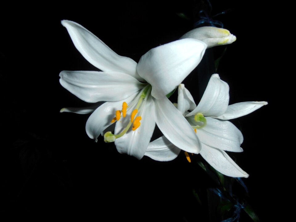 White flower at night