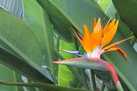 Strelitziaceae botanical garden tropical photo