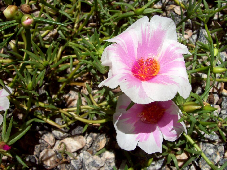 Ground nature spring