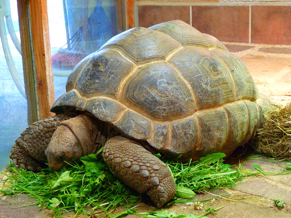 Turtle testudinata reptile