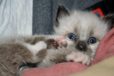 Cuddly blue eyes cat eyes