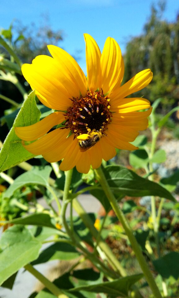 Yellow native plant flower