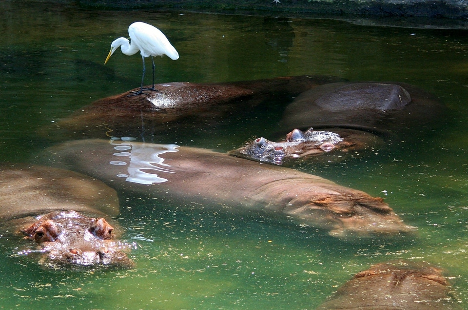 Egret hippo animal