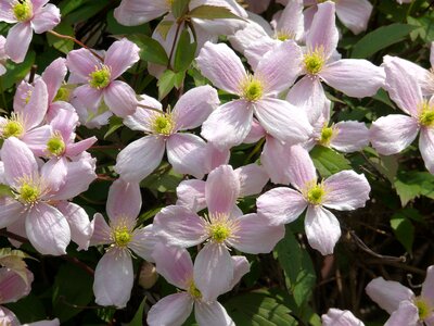 Flowering rose flowers