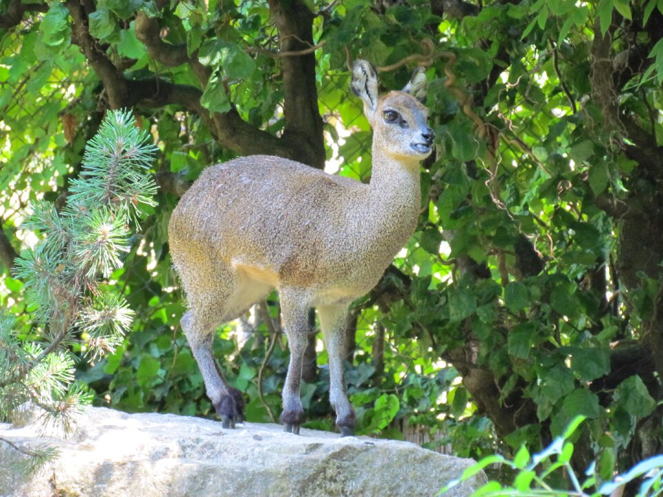 Capricorn animal alpine