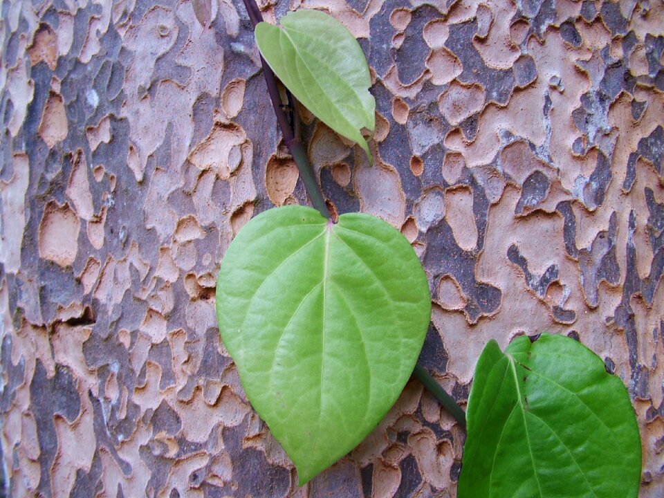 Trunk leaves tree bark