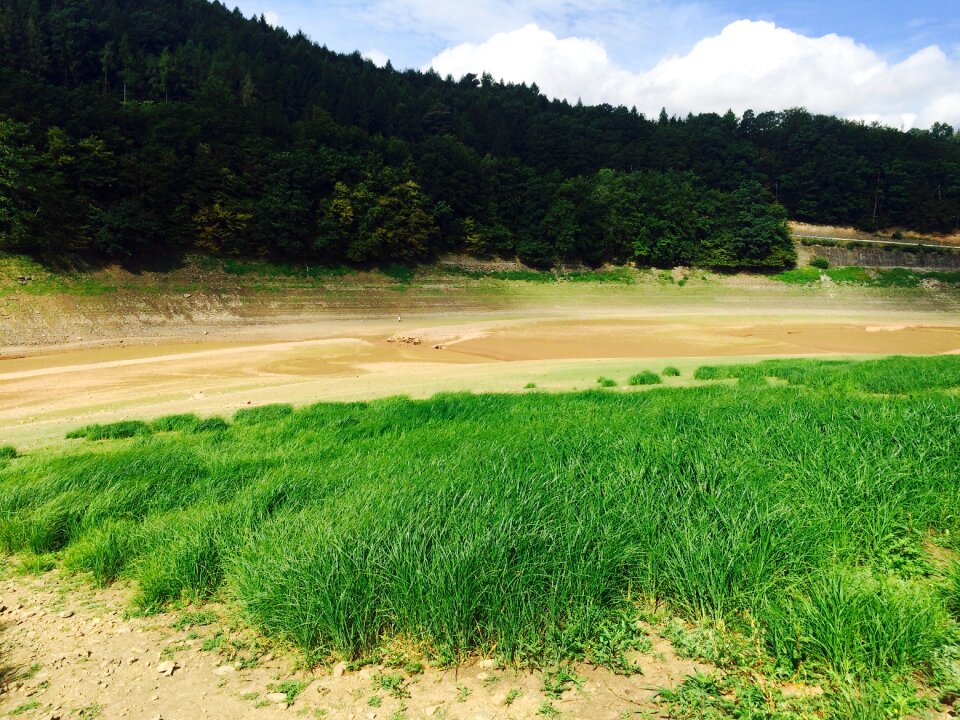 Basic edersee sea grass