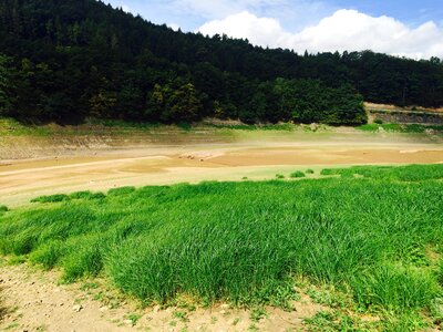 Basic edersee sea grass photo