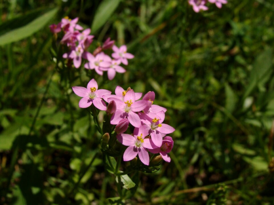 Centaurium eryhraea herbal