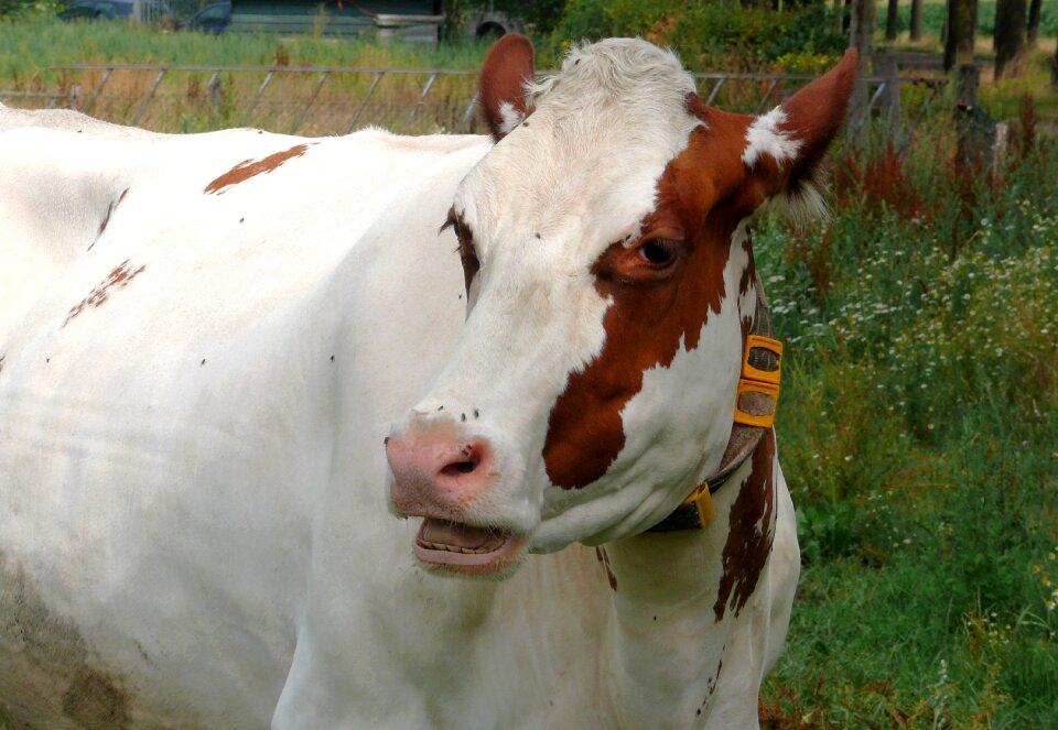 Cattle live stoke farm