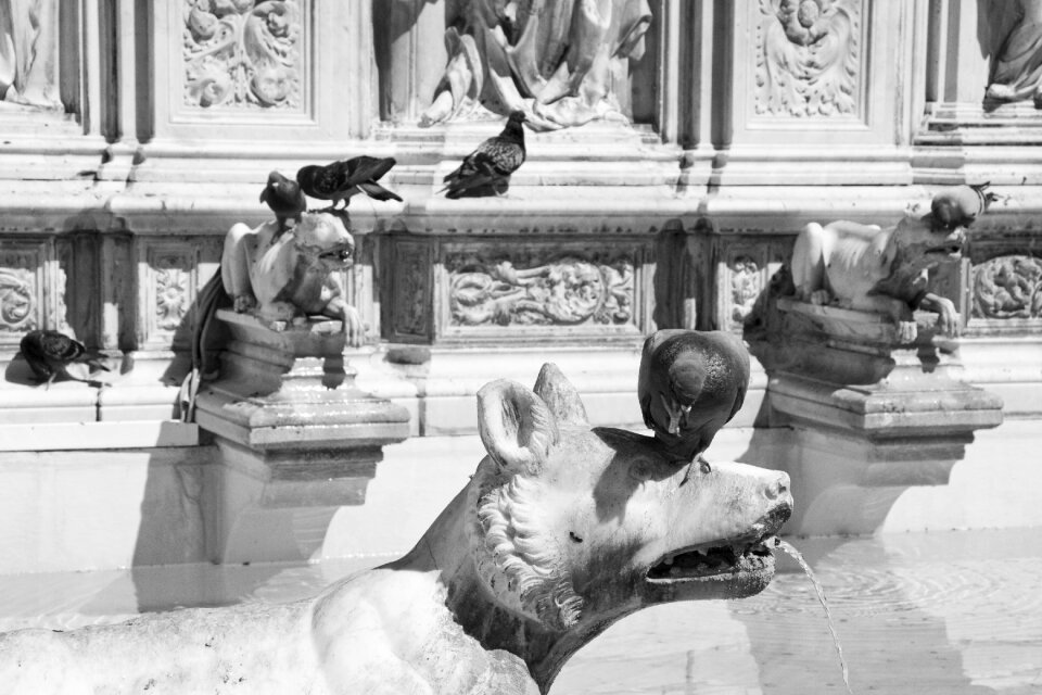 Birds pigeons monument