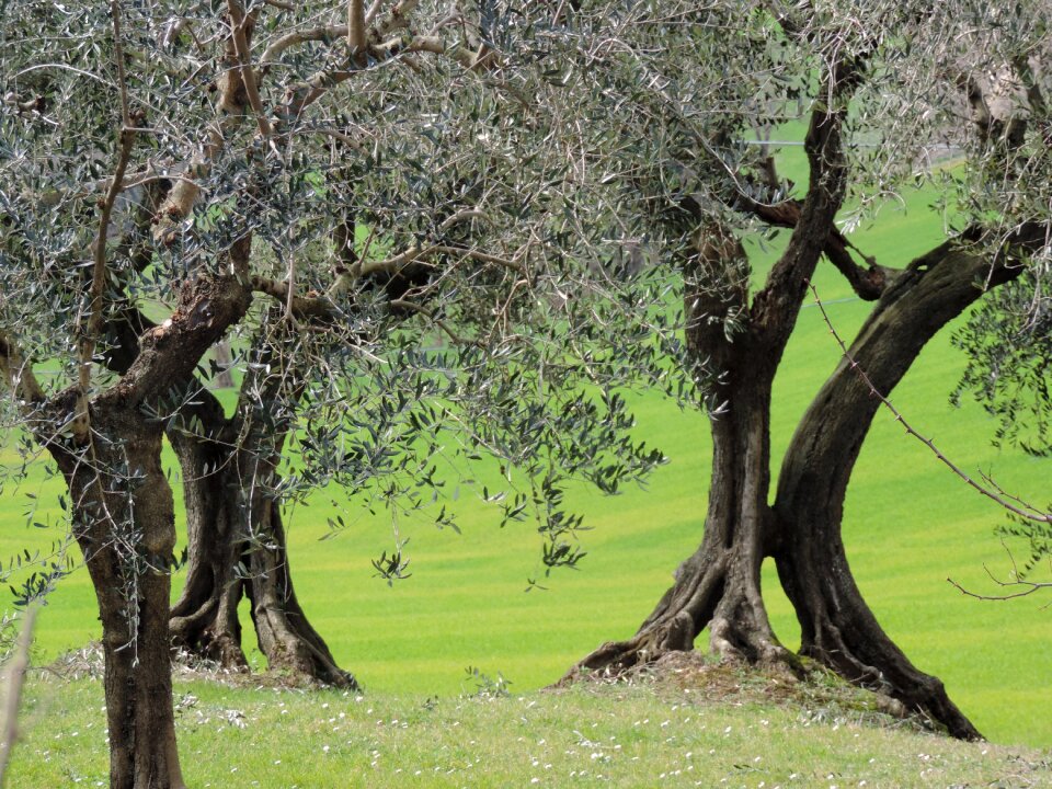 Italy tree silence
