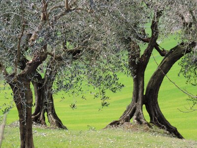 Italy tree silence