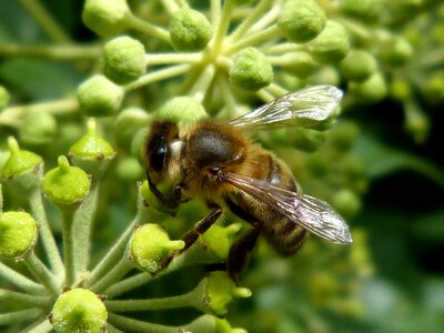 Green sucking nectar