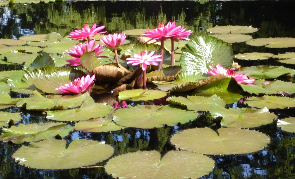 Water flower blooming