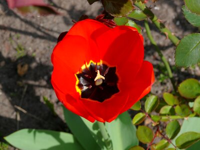 Spring flower tulips photo