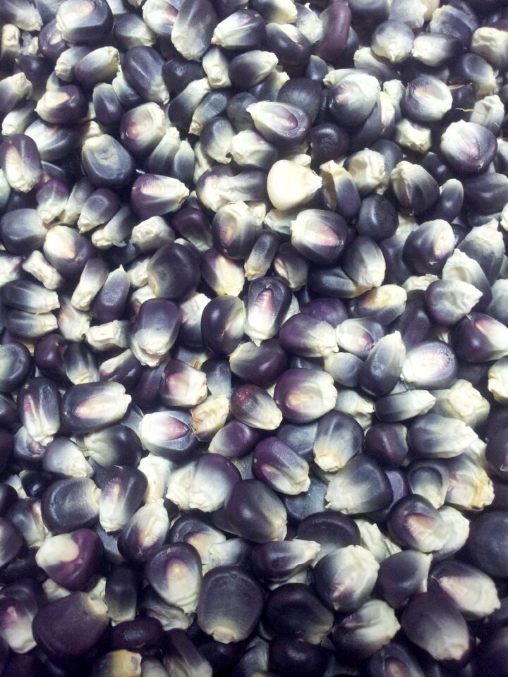 Corn know corn wheat