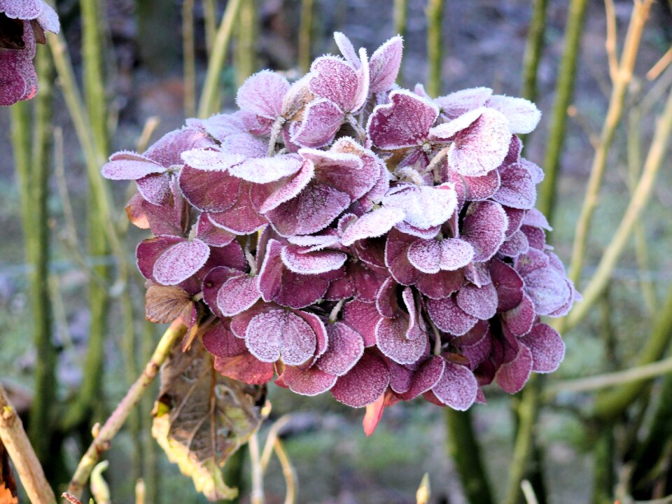 Frozen freezing rose