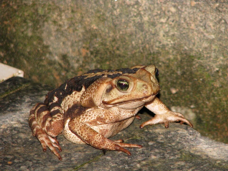 Toad frog garden