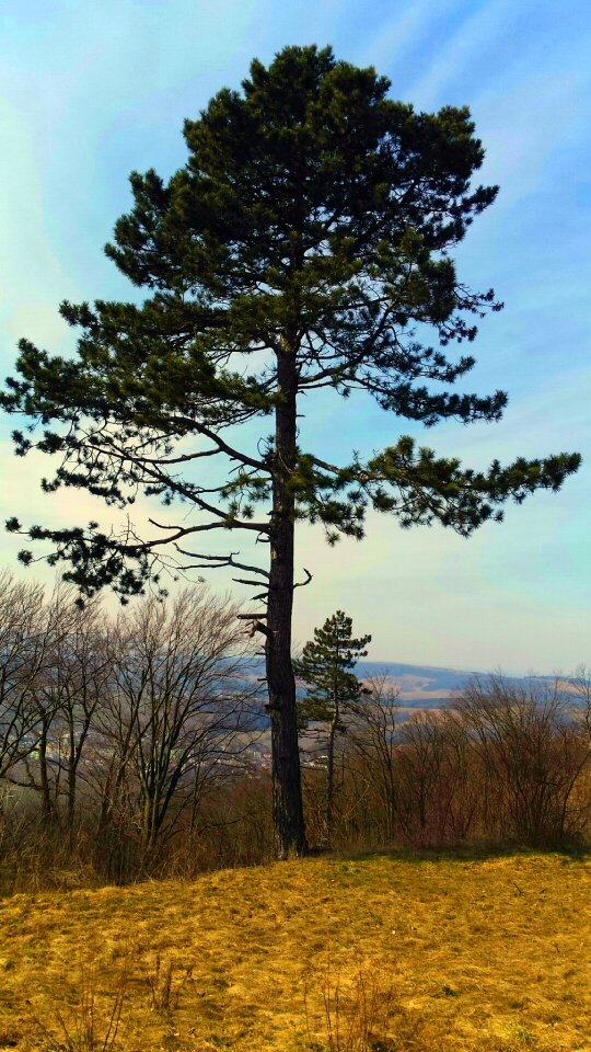 Parking lot nature forest