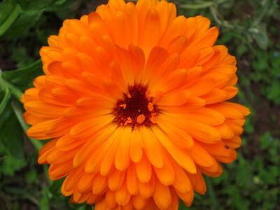 Calendula plant herb