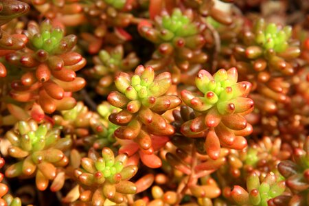 Sedum rubrotinctum stonecrop stonecrop family