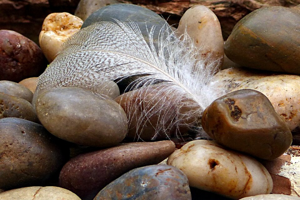 Feather slightly stones