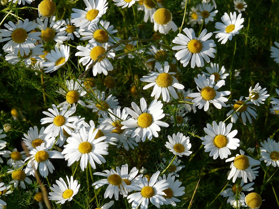 Flower basket flowers plant