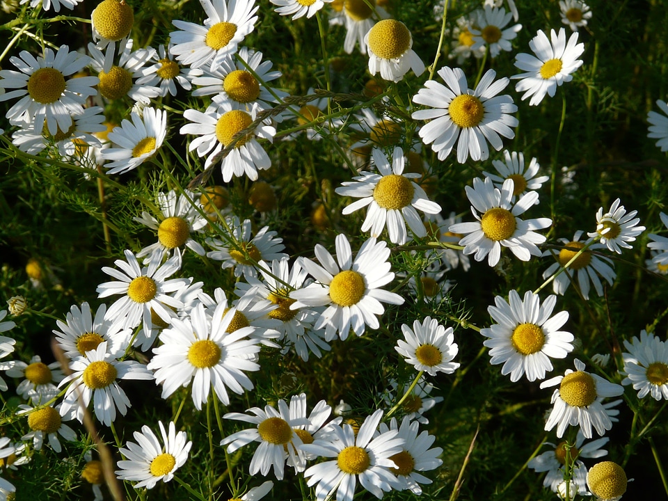 Flower basket flowers plant photo