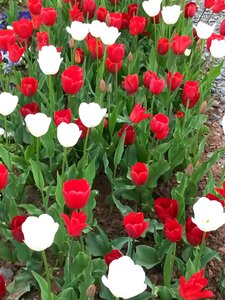 Red white flowers
