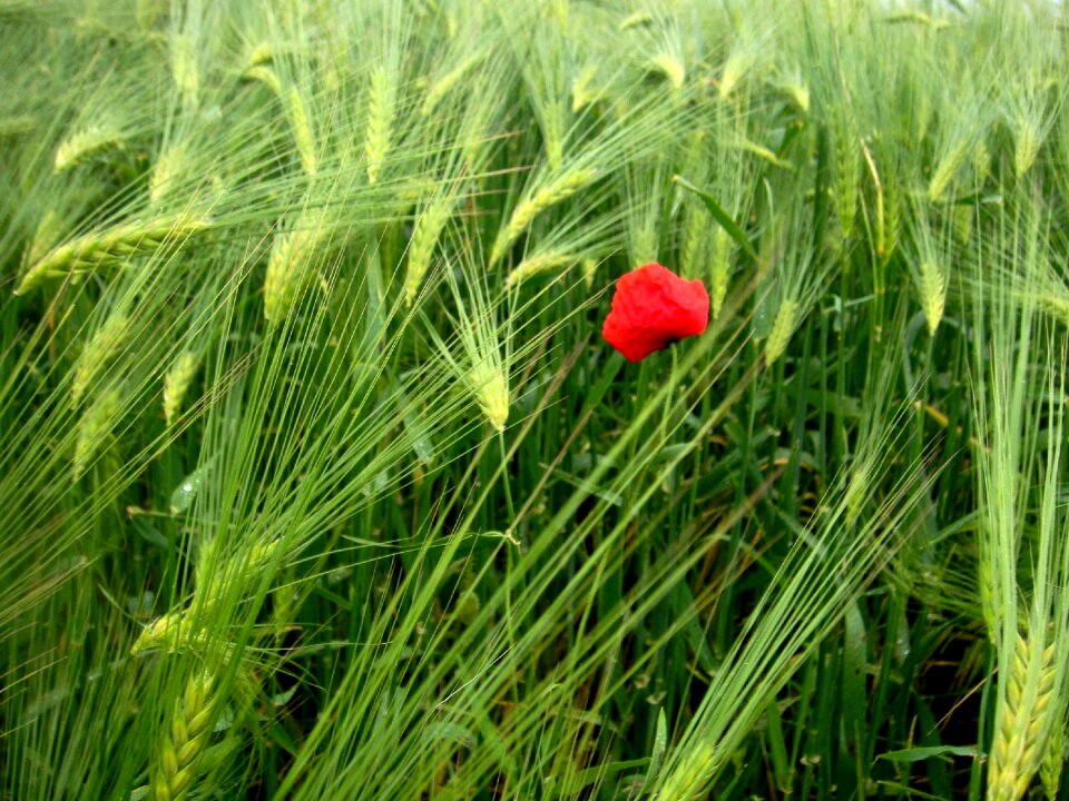 Poppy nature fields