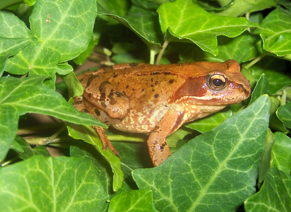 Nature creature brown