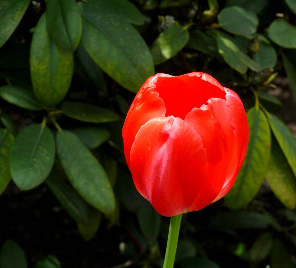 Spring flower tulips