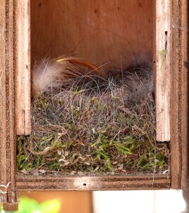 Bird's nest inside nest building photo